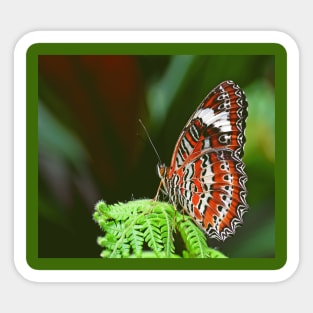 Colorful butterfly Sticker